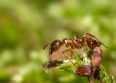 Mrówka północna (Formica aquilonia)